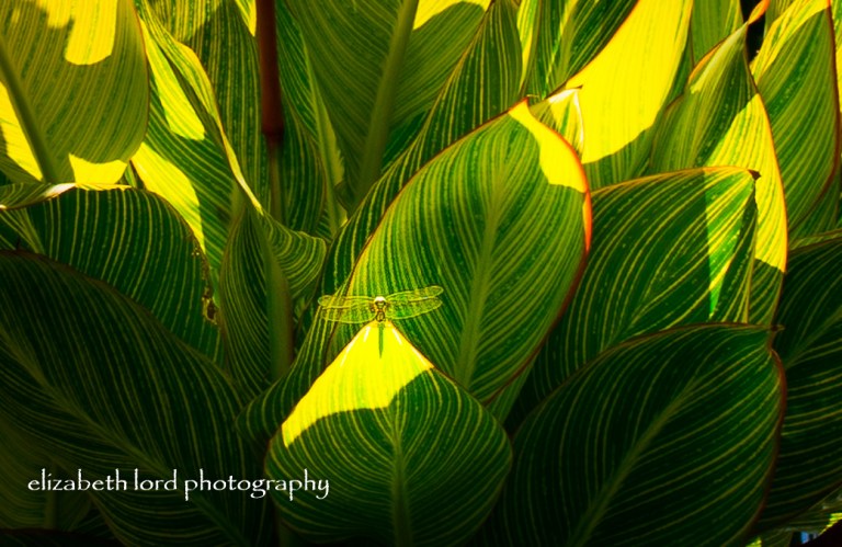 Life is Chaos…. Nature is Pattern #148 – Stories & Pictures