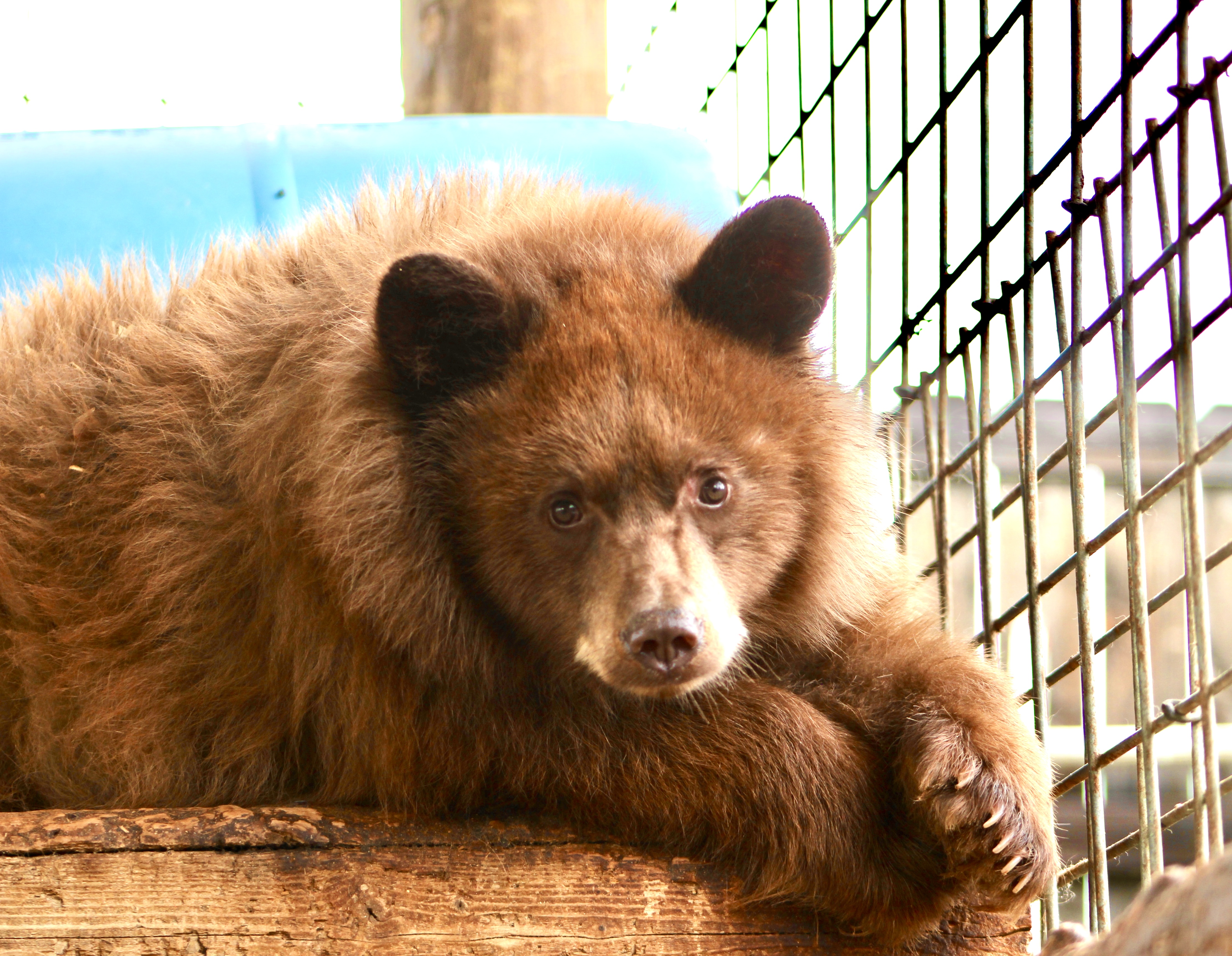 A Bear Poem – Stories & Pictures